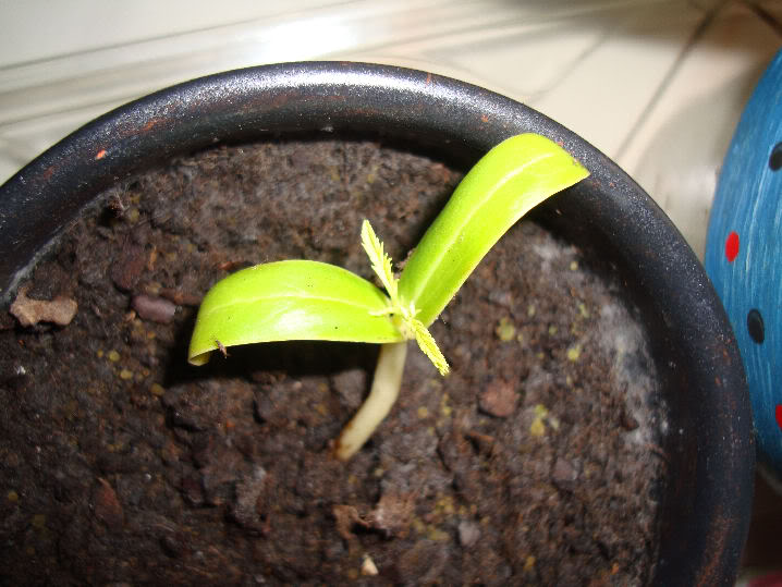 01122009.jpg