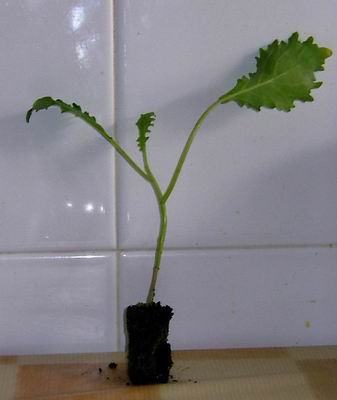011_picaroneta%20B.JPG