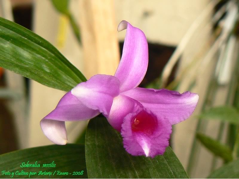012_Sobralia_sessilis_04_01_08.jpg