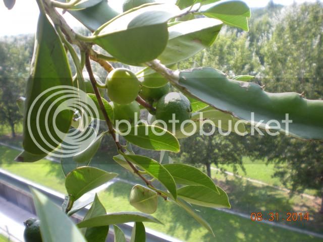 012_zpsb3fa51cd.jpg