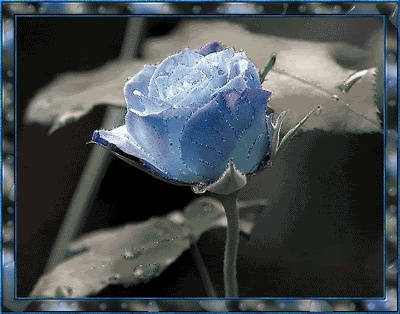 013.gif