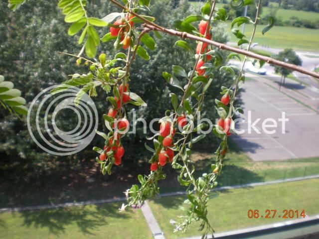 013_zps9742139f.jpg