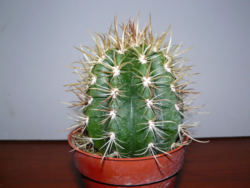 014-copia.jpg