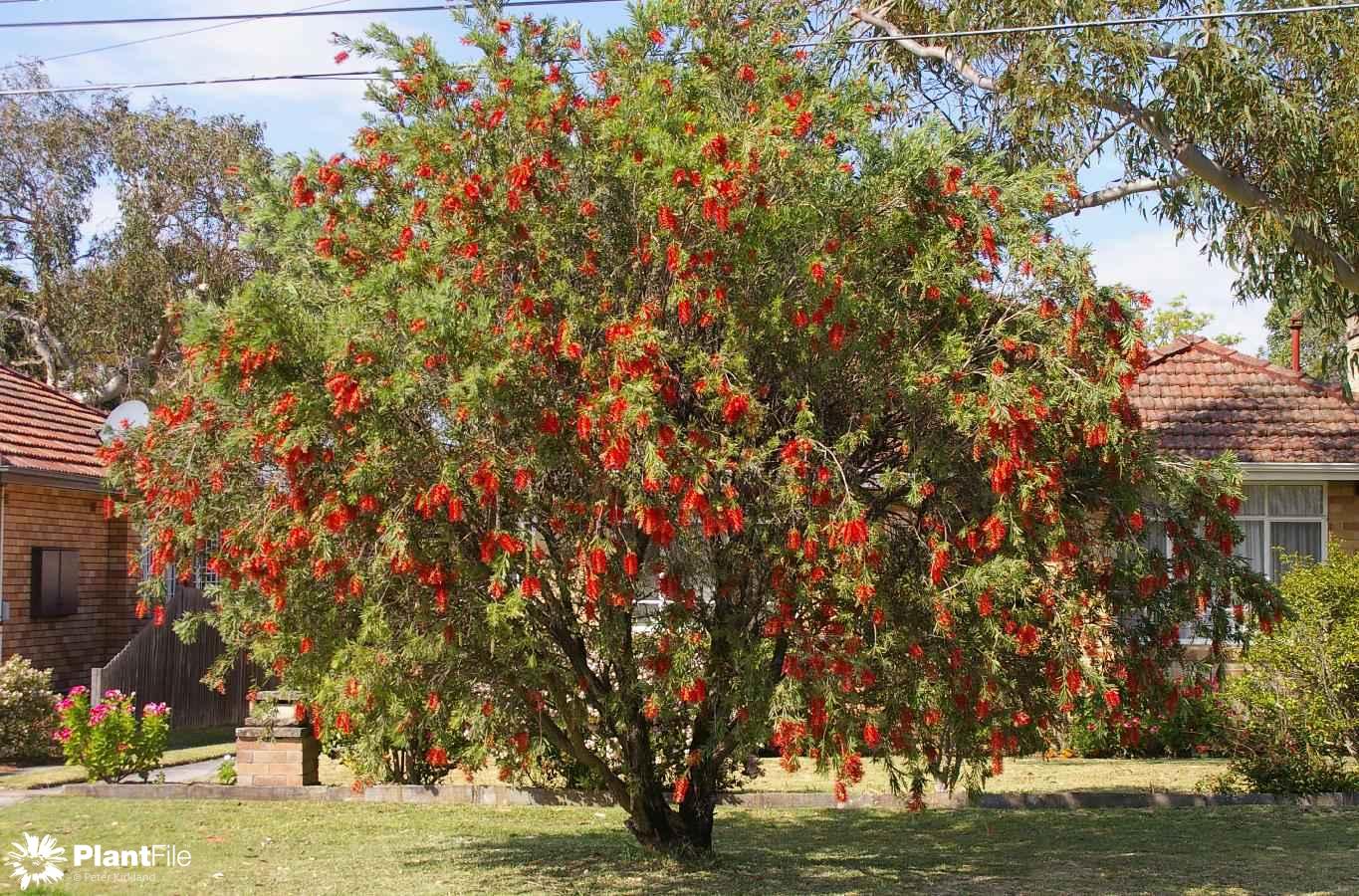 0148_01_Callistemon%20viminalis%20-%20Plant%207.jpg