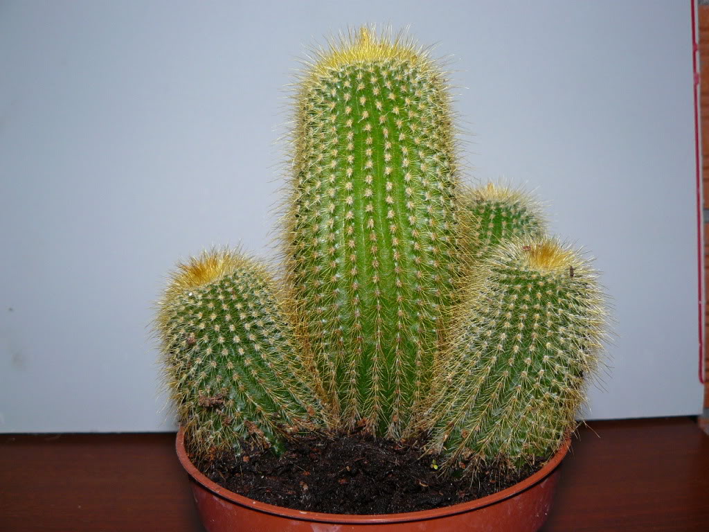 015-copia.jpg