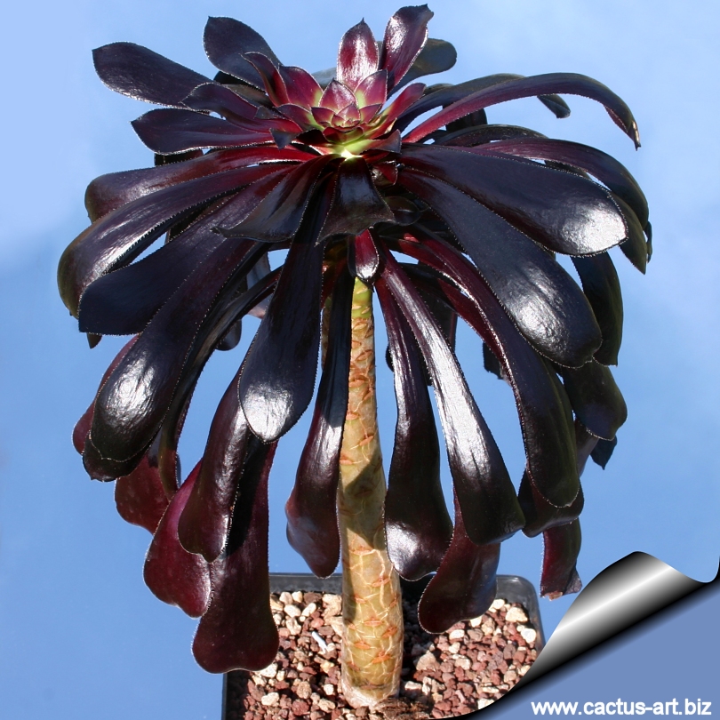 0155_aeonium_arboreum_schwarzkopf_bis_810.jpg