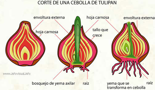 016%20corte%20de%20una%20cebolla%20de%20tulipan.jpg