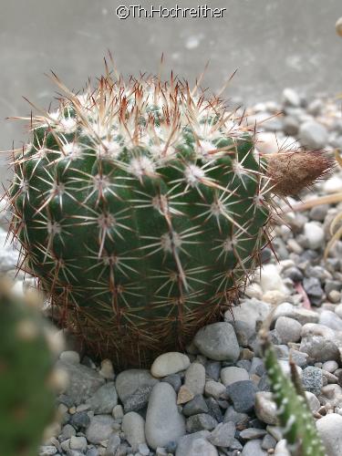 016_Notocactus_mammulosus-01.jpg