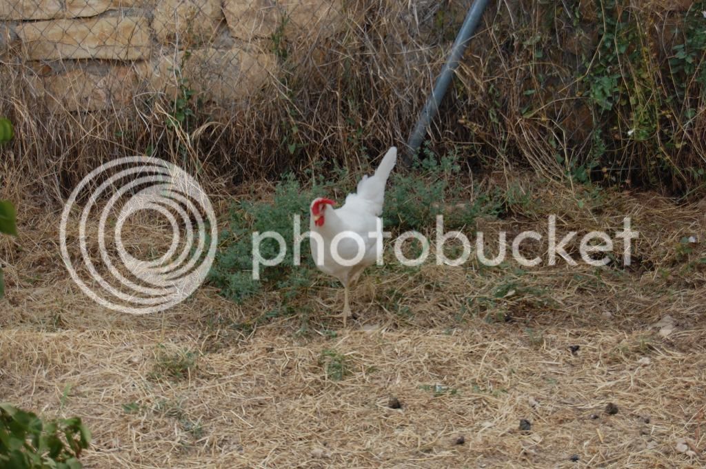 016_zpsf1ad1201.jpg