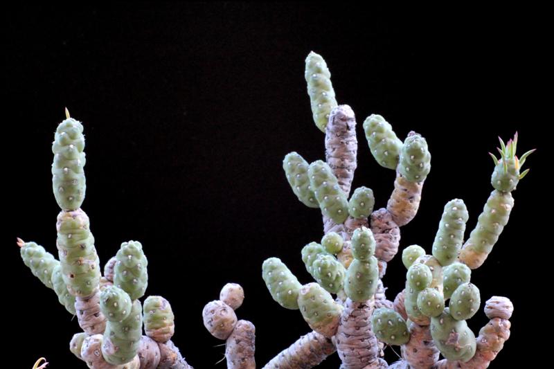 016austrocylindropuntia_verschaffeltii_ms2013_medium_122.jpg