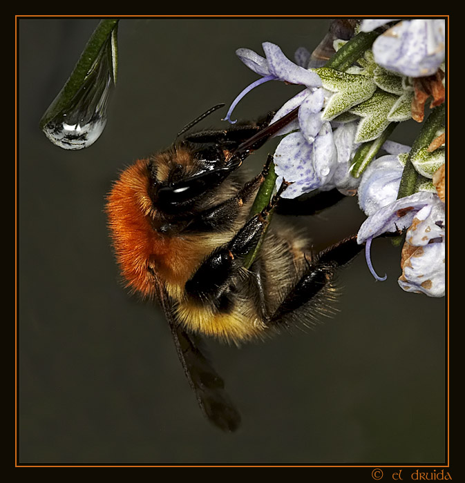 01_abeja_gota.jpg