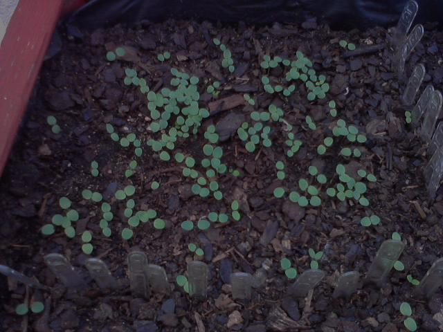 01_aquilegias.jpg