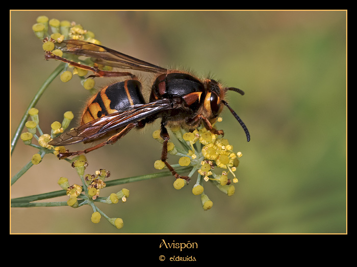 01_avisp_n.jpg