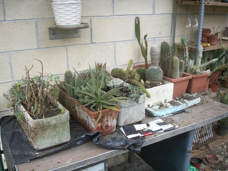 01_cactus.jpg