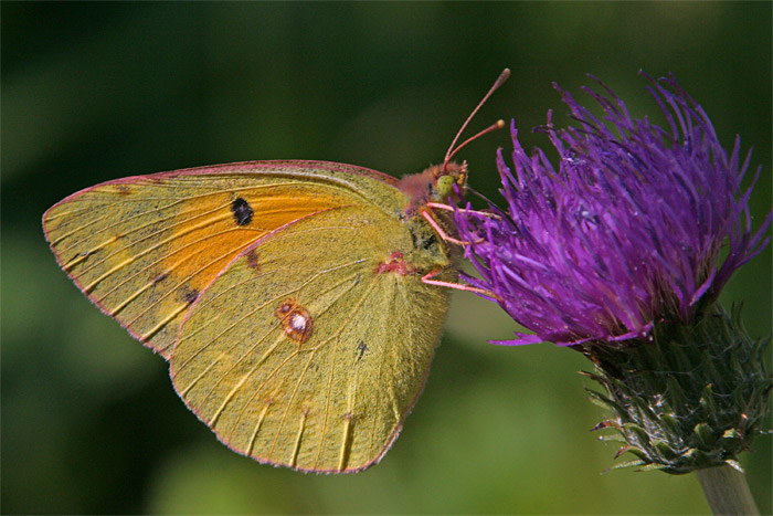 01_Colias_Croceus.jpg