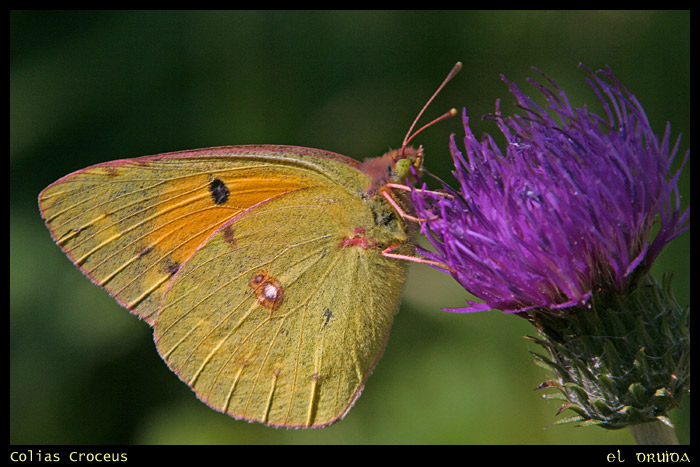 01_Colias_croceus.jpg