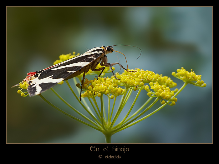 01_Euplagia_quadripunctaria.jpg
