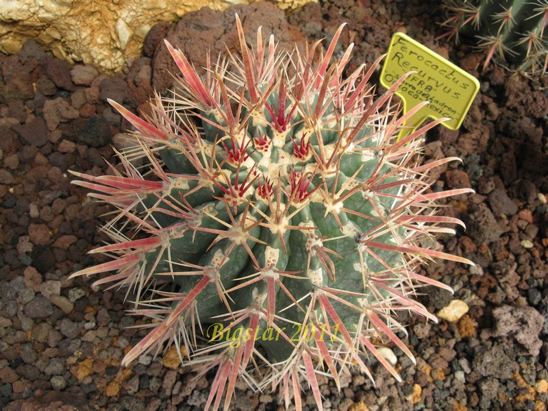 01_ferocactus_recurvus_afr_8_sierra_del_ladron_oaxaca_bis_130.jpg