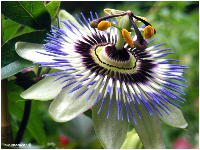 01_Flor_de_la_passio.jpg
