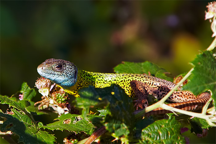 01_lagarto.jpg