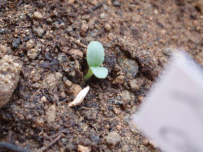 01_Lechuga_Iceberg_a_los_6_d_as_06_04_2007_.JPG