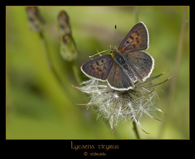 01_Lycaena_tityrus_web.jpg