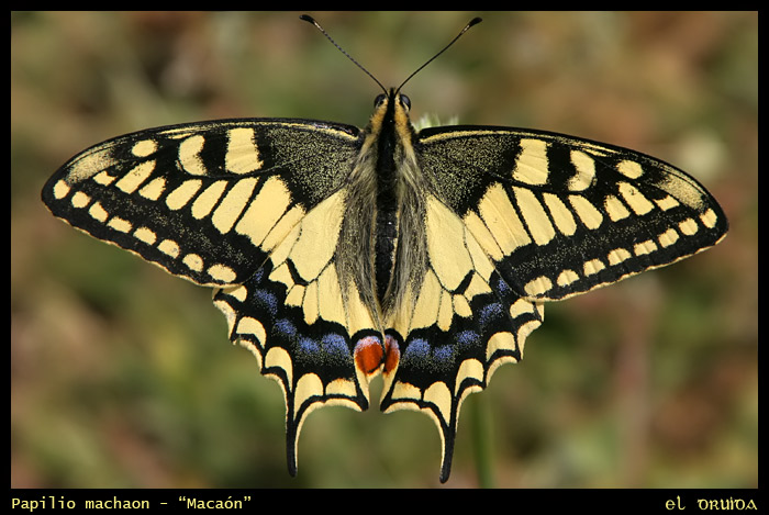 01_Macaon-Papilio_machaon.jpg