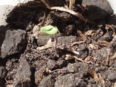 01_Tomate_a_los_14_d_as_12_04_2007_.JPG