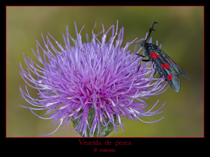 01_vestida_de_fiesta_web.jpg