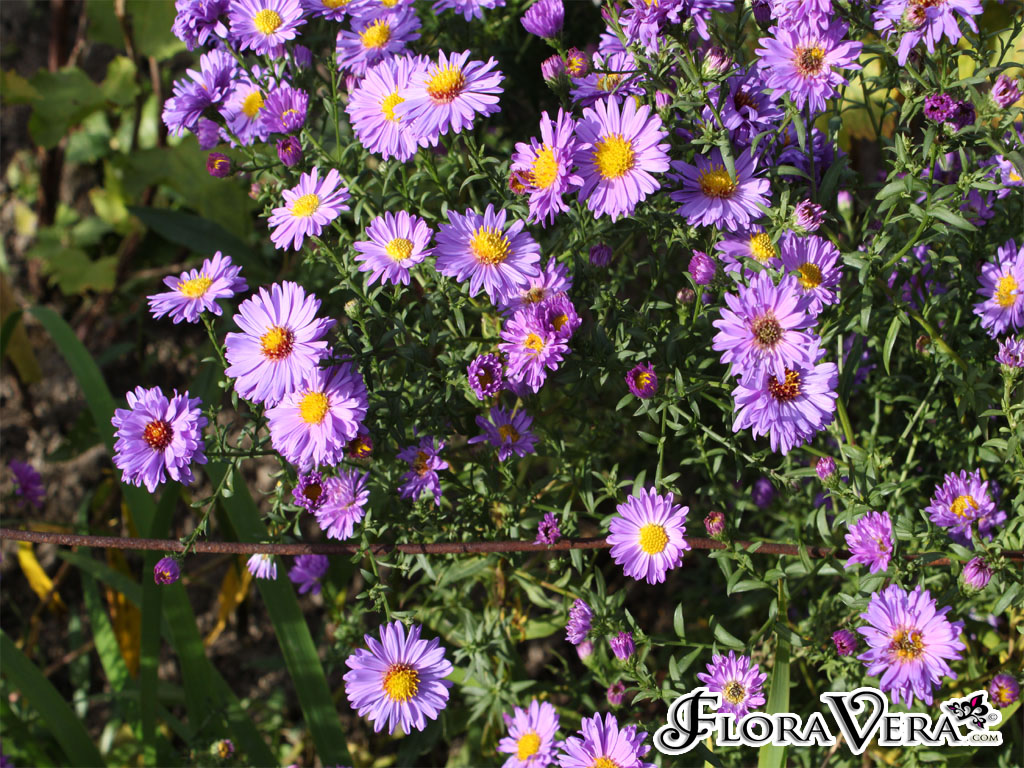 01aster02.jpg