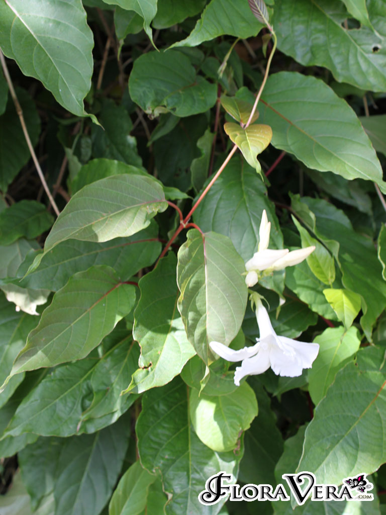 01mandevilla02.jpg