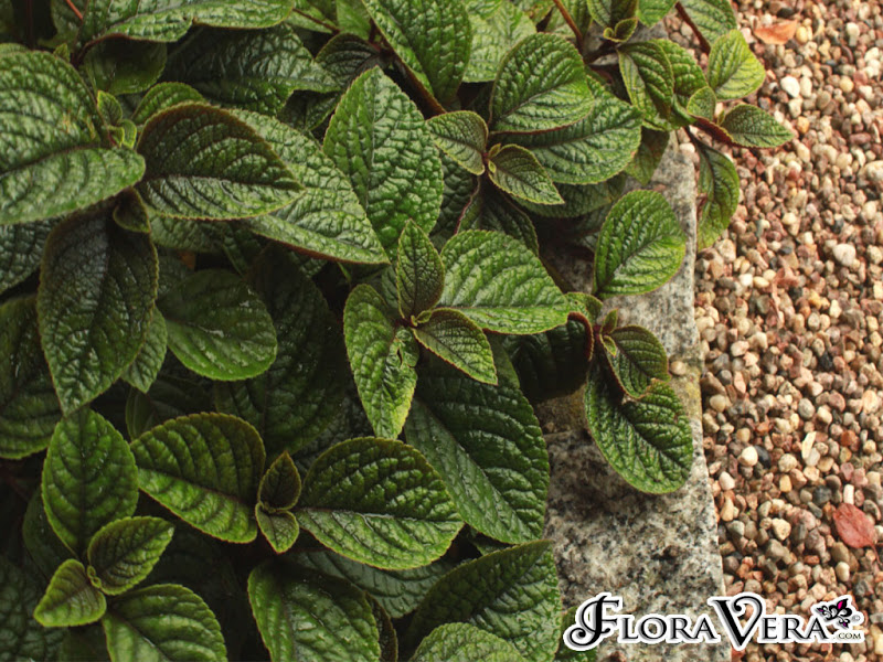 01plectranthus01.jpg