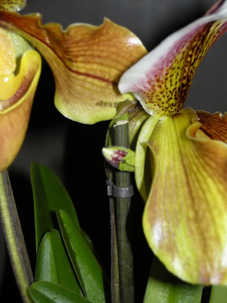 02-01-10-028-capullo-floral-paphio.jpg