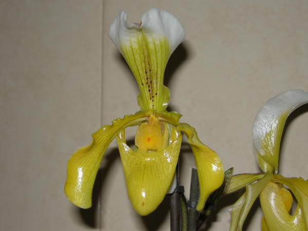 02-01-10-042-paphio-amarillo.jpg