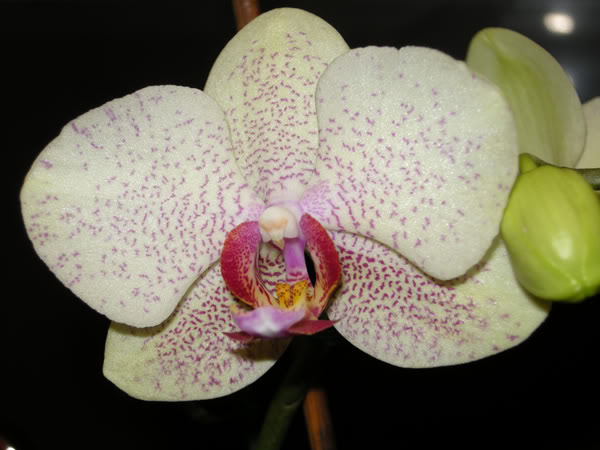 02-03-10-020-phal-moteada-mimosa.jpg