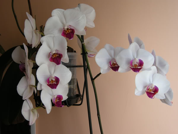02-03-10-022-phal-blanca-labelo-roj.jpg