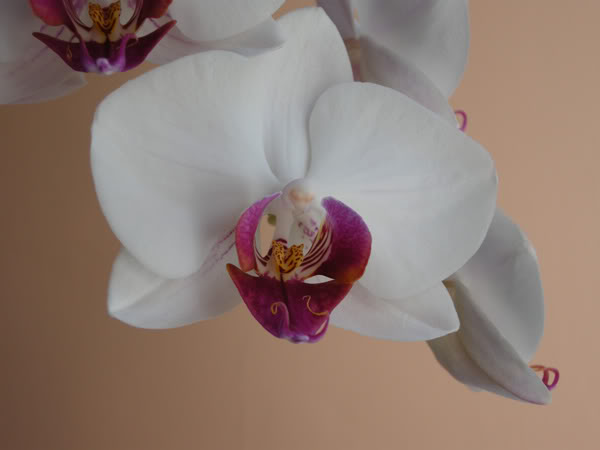 02-03-10-025-phal-blanca-labelo--ro.jpg