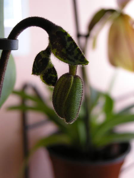 02-03-10-037-paphio-pinocchio.jpg