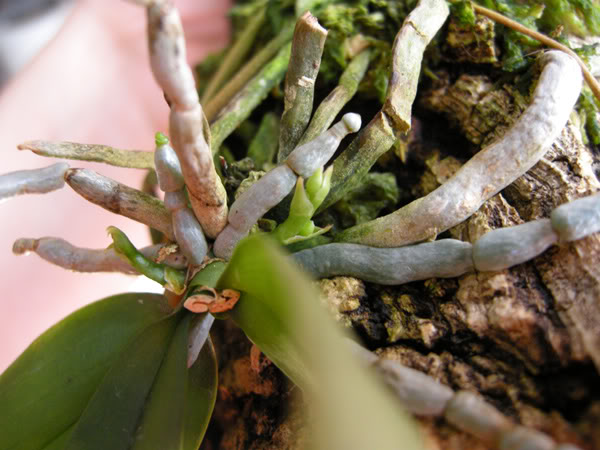 02-03-10-044-phal-lobii.jpg