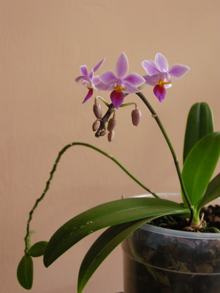 02-05-09-078jpg-equestris-planta.jpg