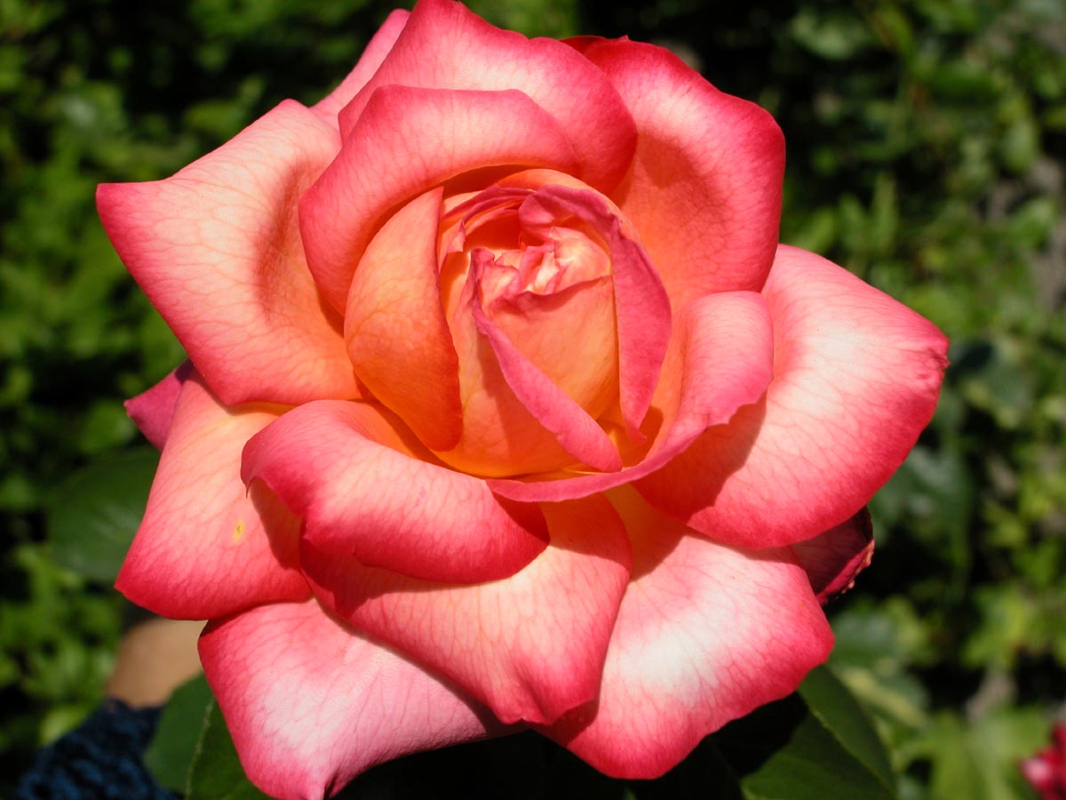02%20rosa.jpg
