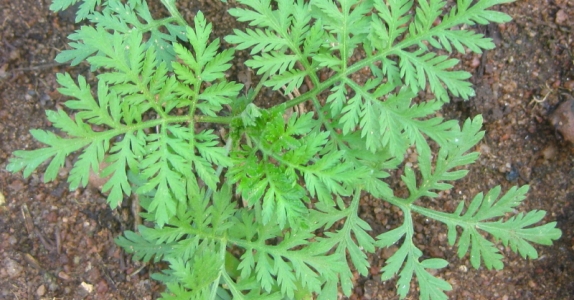 02-artemisia-annua-vista-general-medium.jpg