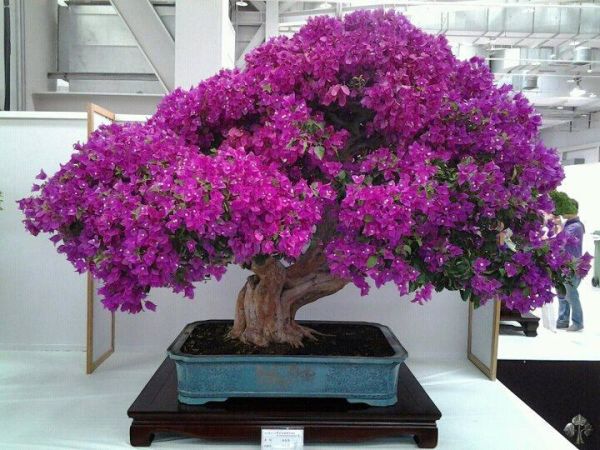 02-Bougainvillea-bonsai-lorna-toledo.jpg