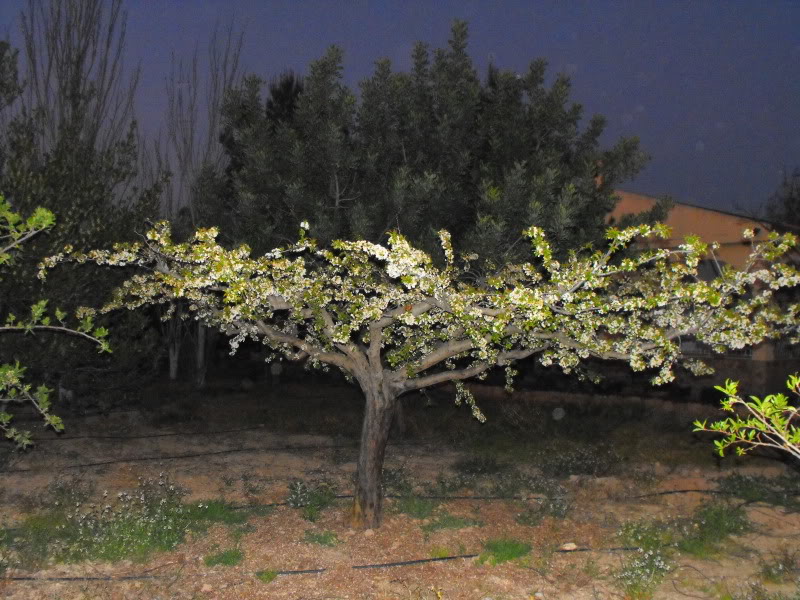 02-ciruelo17MAR2009.jpg