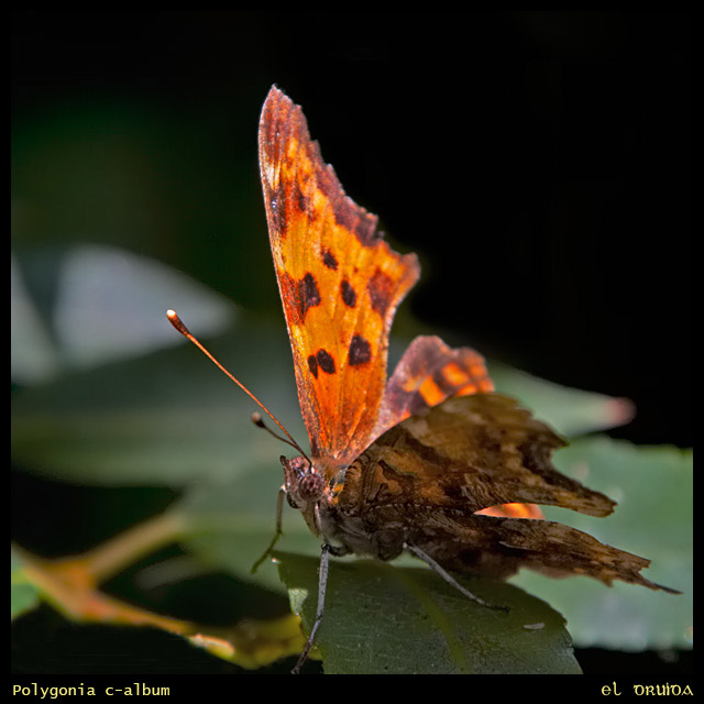 02-Polygonia_c-album.jpg