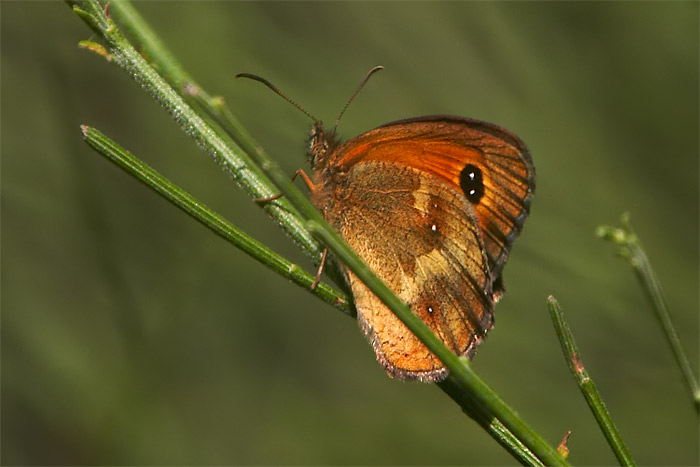 02-Pyronia_tythonus.jpg