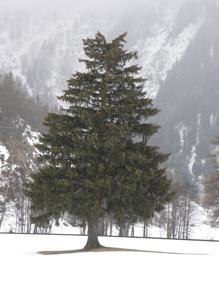 02-wettertanne.jpg