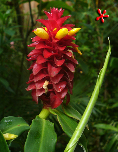 020-Costus_Barbatus.jpg