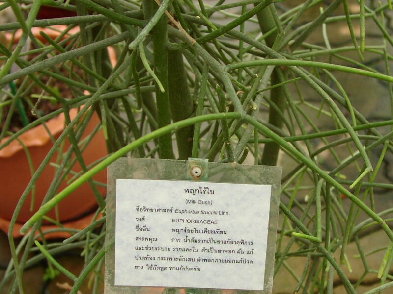 020307Euphorbia_tirucalli.jpg