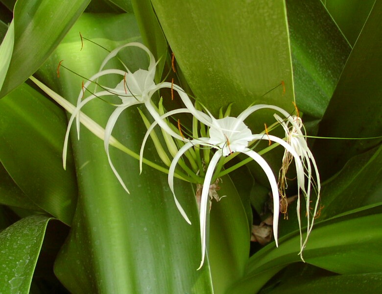 020307Hymenocallis.jpg